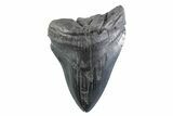 Partial Fossil Megalodon Tooth - South Carolina #332348-1